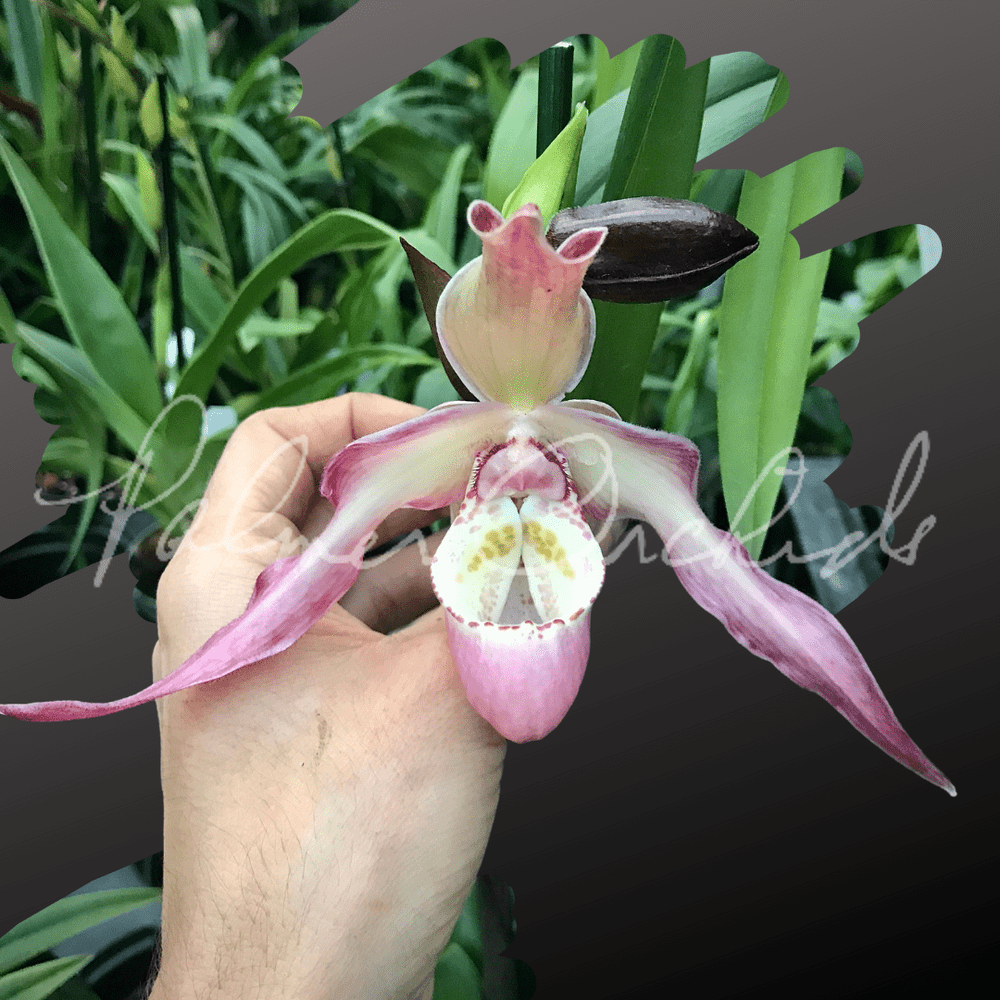 Phrag. QF Nohea — Palmer Orchids